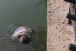 Nehirde erkek cesedi bulundu