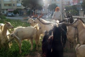 Sahil kesimlerinde kurbanlıklar elde kaldı