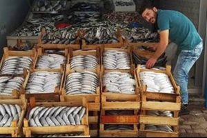 Palamutta şaşırtan fiyat: Sadece 3 TL
