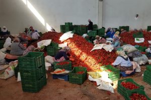 Avrupa'nın tarım ambarı Hollanda damak tadını Bursa'da buldu