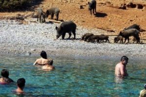 Muğla'da &ccedil;ekildi! Domuzlar sahile indi