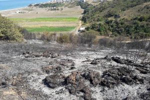 Bursa Mudanya sahilinde korkutan yangın