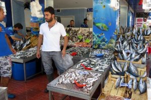 Marmara'da palamut bereketi Bursa'da fiyatlar d&uuml;şt&uuml;