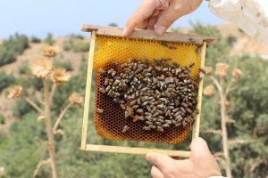 İzmir'e 10 bal ormanı kuruldu