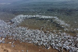 Mersin'de balık &ouml;l&uuml;mleri inceleniyor
