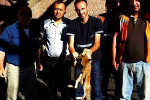 Bursa'da kurnaz tilki bacaya sıkıştı