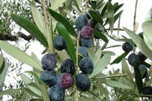 Bursa'nın Gemlik il&ccedil;esinde Adliye Kooperatifi ihale ile zeytin satıyor
