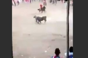 Arenada korkun&ccedil; &ouml;l&uuml;m!