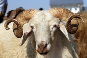Kurban satışları &uuml;reticiyi memnun etti
