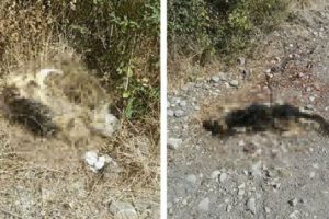 Manyas'ta k&ouml;pek katliamı iddiası