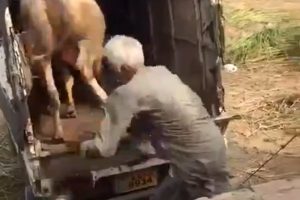 İnek tarafından tekmelenen adam oracıkta &ouml;ld&uuml;