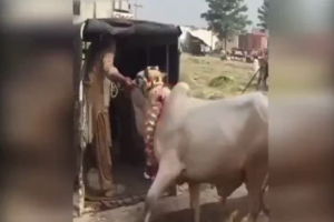 Hindistan'da kutsal sığır, adam &ouml;ld&uuml;rd&uuml;!