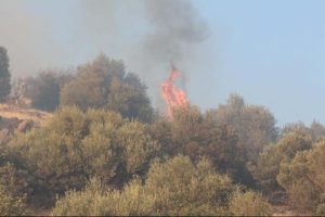 Menemen'de orman yangını