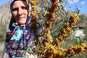 Vitamin zengini 'yalancı iğde'ye kadın eli