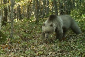 Artvin'de ayı saldırısı