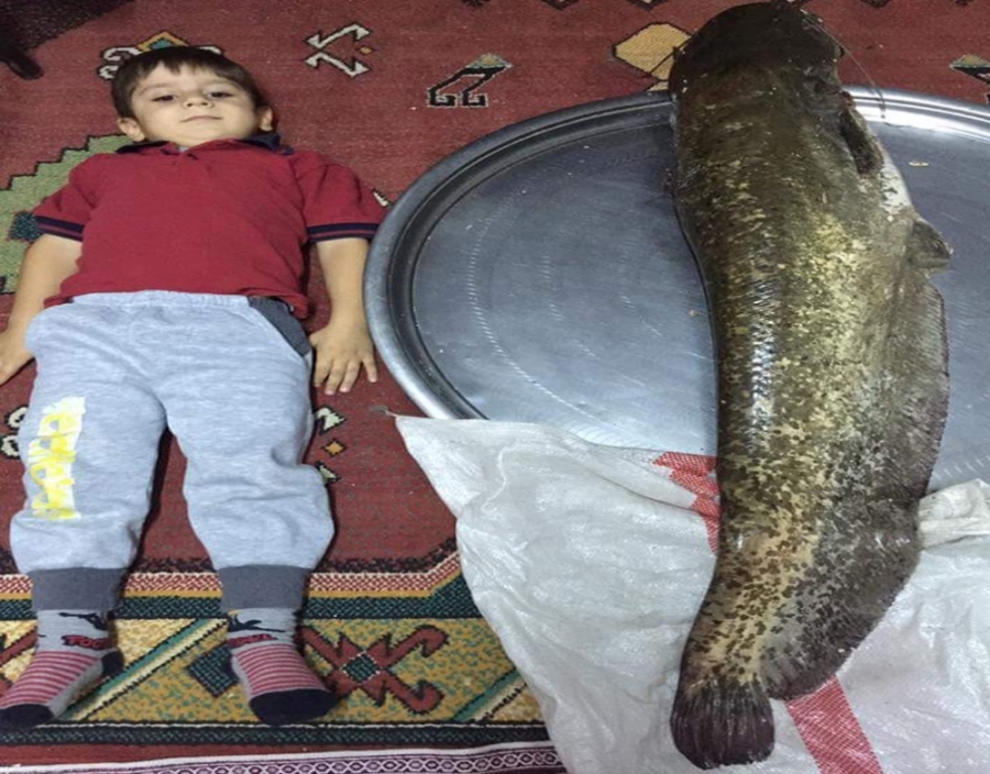 Denizli'de 30 kilogram ağırlığında yayın balığı yakanladı