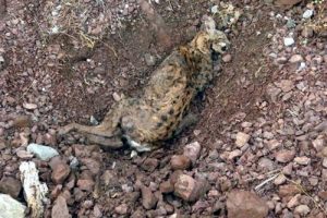 Erzincan'da bir haftada ikinci kez vaşak katledildi