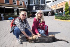 Sokak k&ouml;peğini bı&ccedil;aklayarak &ouml;ld&uuml;ren profes&ouml;r kayıplara karıştı