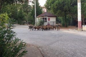 A&ccedil; kalan domuzlar şehre indi