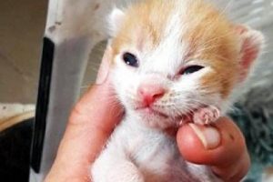 Kedi yavrularına hayvanseverler sahip &ccedil;ıktı