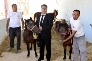 FET&Ouml;'n&uuml;n atları engellileri terapide kullanılıyor