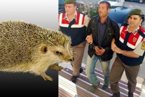 8 ay kirpi ve yılan yedi, işte nedeni!