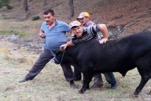 Bayramdan &ouml;nce ka&ccedil;an dana nihayet yakalandı