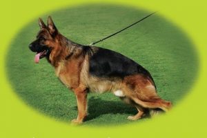 Bursa'da Alman &ccedil;oban k&ouml;pekleri sokak hayvanları i&ccedil;in yarışacak