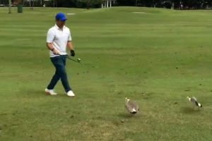 Kuşlar golf topunu yumurtaları sanınca...