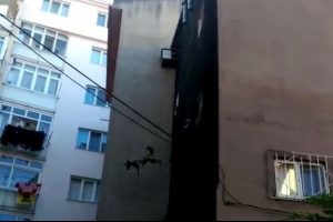 Bursa'da &ccedil;atıda mahsur kalan k&ouml;pek 5. kattan b&ouml;yle atladı...