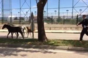 Bursa'da polisin sahipsiz at mesaisi