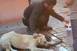 Zehirlenen sokak k&ouml;peğini b&ouml;yle kurtardı