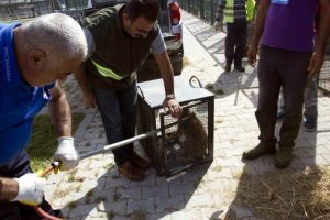 Tedavileri tamamlanan kurtlar yeniden doğaya bırakıldı