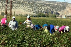 Okul yerine pamuk tarlasına gidiyorlar