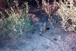 Kuduz ş&uuml;phesiyle karantinaya alınmıştı, telef oldu