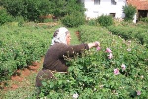 G&uuml;l alım fiyatı belli oldu