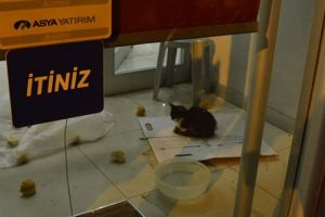 Bank Asya'da 'kedi' operasyonu