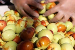 R&uuml;yada g&ouml;rd&uuml;, T&uuml;rkiye'nin en b&uuml;y&uuml;ğ&uuml;n&uuml; kurdu