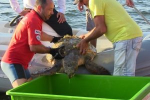 Deniz kaplumbağasının imdadına AKUT ekibi yetişti
