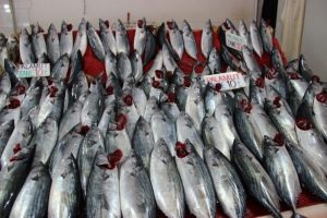 Palamutta tehlike &ccedil;anları &ccedil;alıyor
