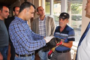 Bursa'da bulunan yaralı şahin kurtarılamadı