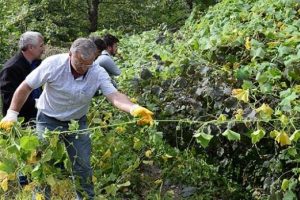 Karadeniz'de b&uuml;y&uuml;k tehlike! "İtdolanbacı"nı salatalık sanıyorlar