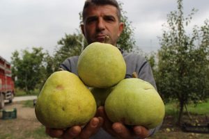 Bursa'da bu armutların bir tanesi 4 kişiyi doyuruyor