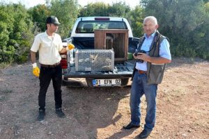 Yaralı tilki tedavisinin ardından doğaya salındı