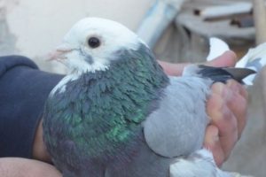 Otomobil fiyatına g&uuml;vercin