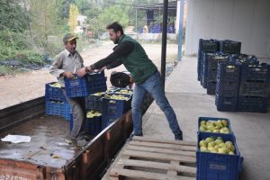 Bursa'da armut &uuml;reticisi fiyattan yakınıyor