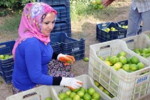 Limon &uuml;reticisinin y&uuml;z&uuml; g&uuml;ld&uuml;