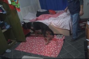 Kuşadası'nda fuhuş operasyonuna 16 tutuklama