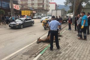 Bursa'da a&ccedil;lıktan yere yığılan ata operasyon