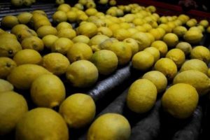 Limon &uuml;reticisinin g&ouml;z&uuml; Rusya pazarında